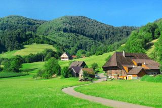 Foto: Grüne Landschaft