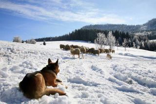 Foto: Weide im Winter