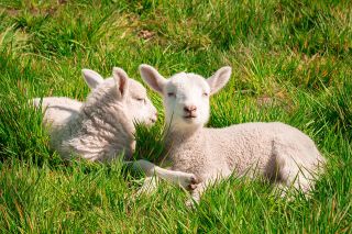 Foto: Zwei kleine Schafe