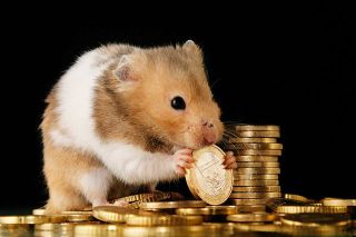 Foto: Hamster auf Geld