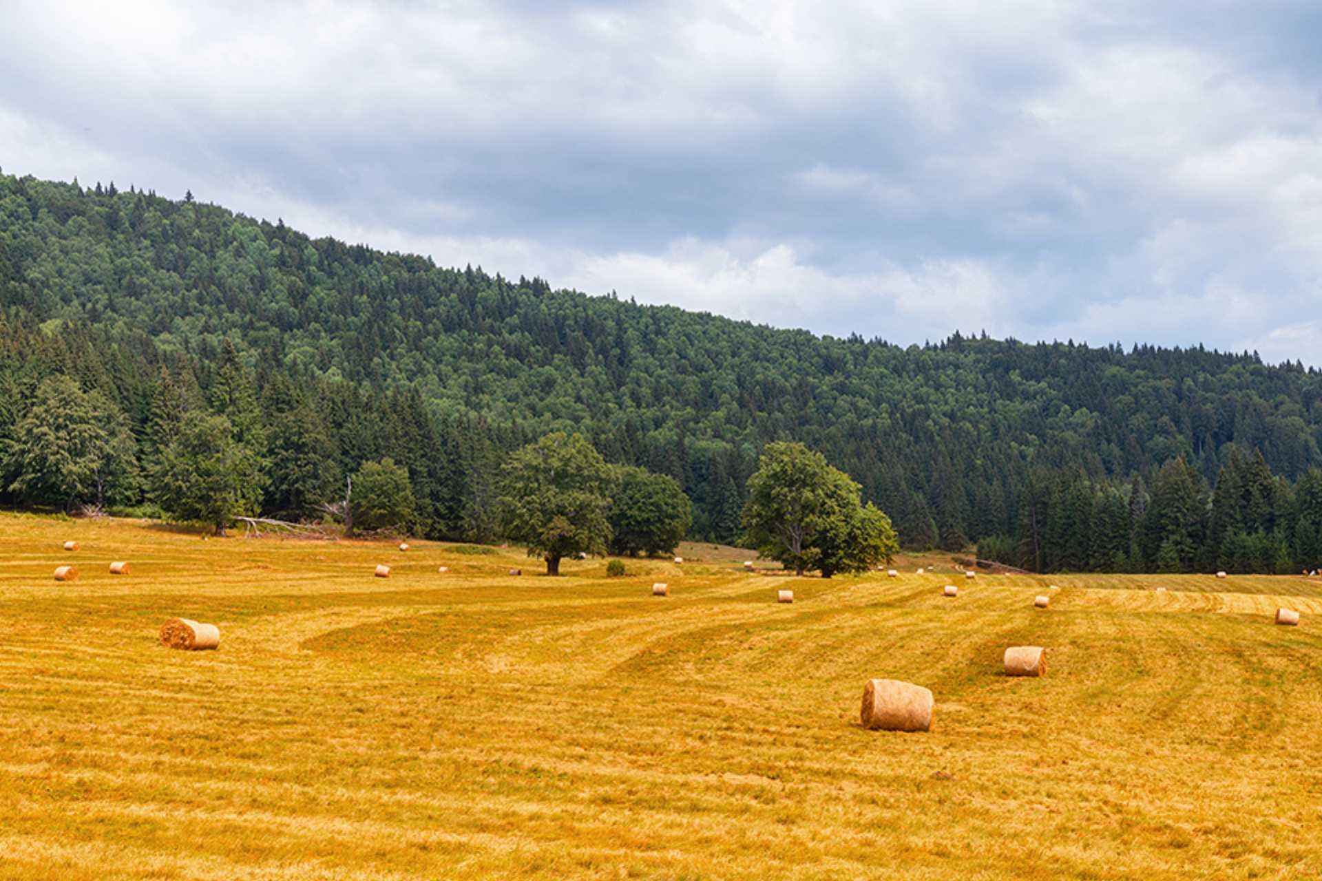 Getreidefeld mit Wald dahinter