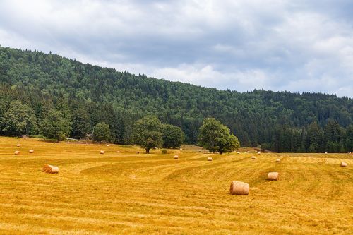 Foto: Getreidefeld mit Wald dahinter