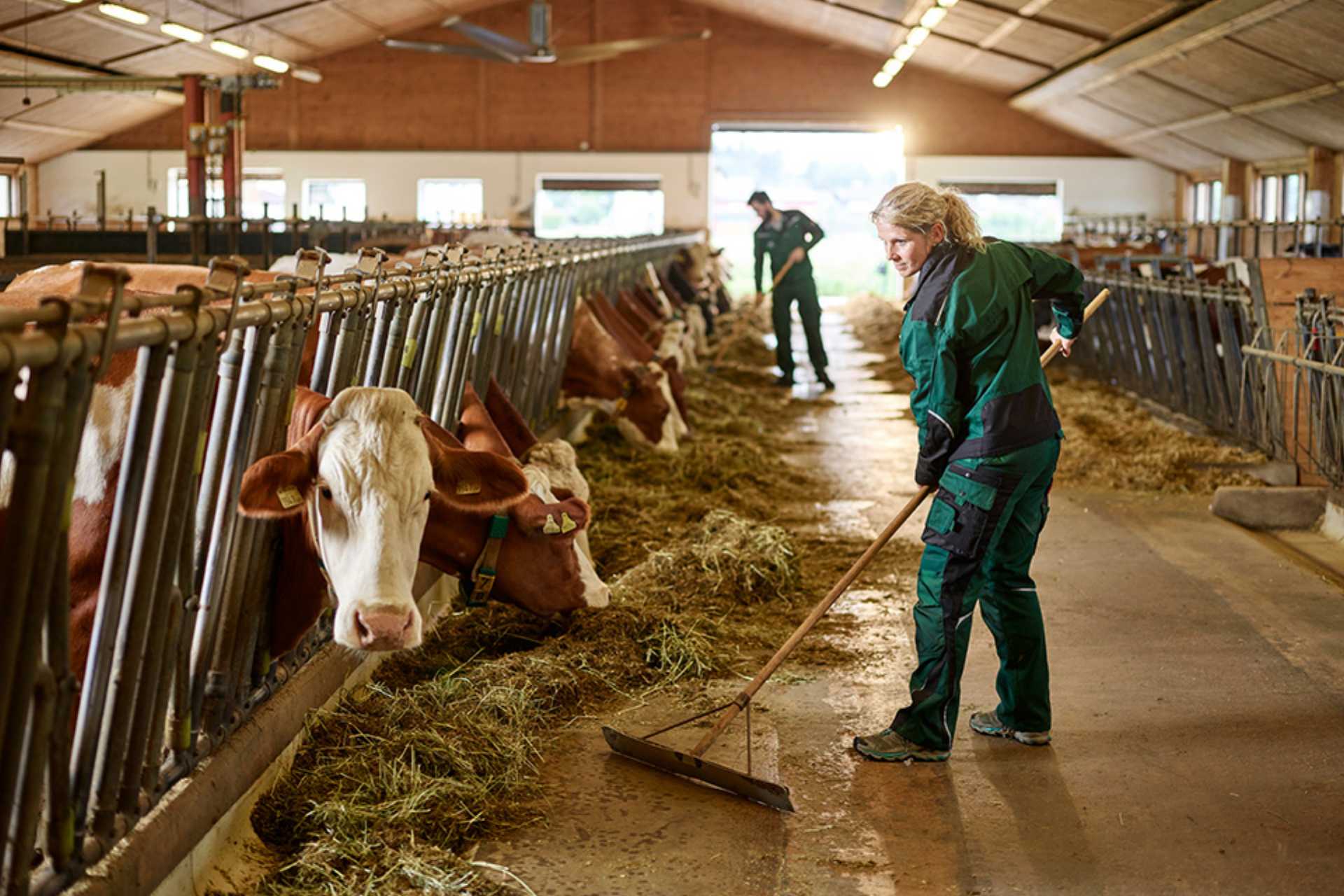 Frau mit Besen in Kuhstall